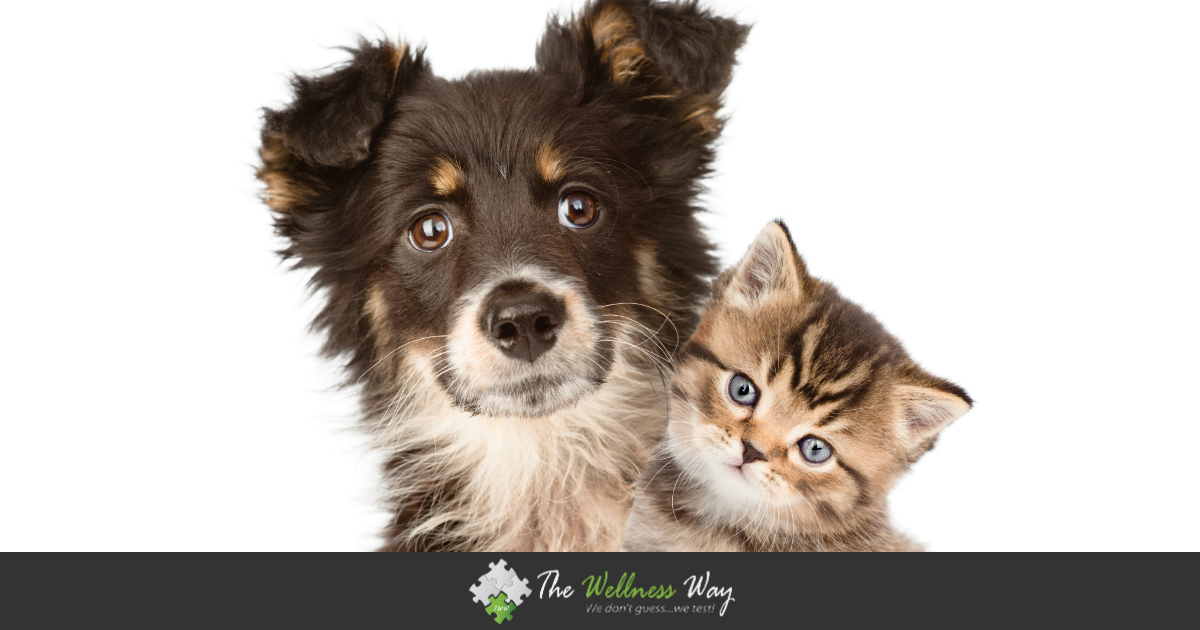 Health Pet Foods for Healthy Pets