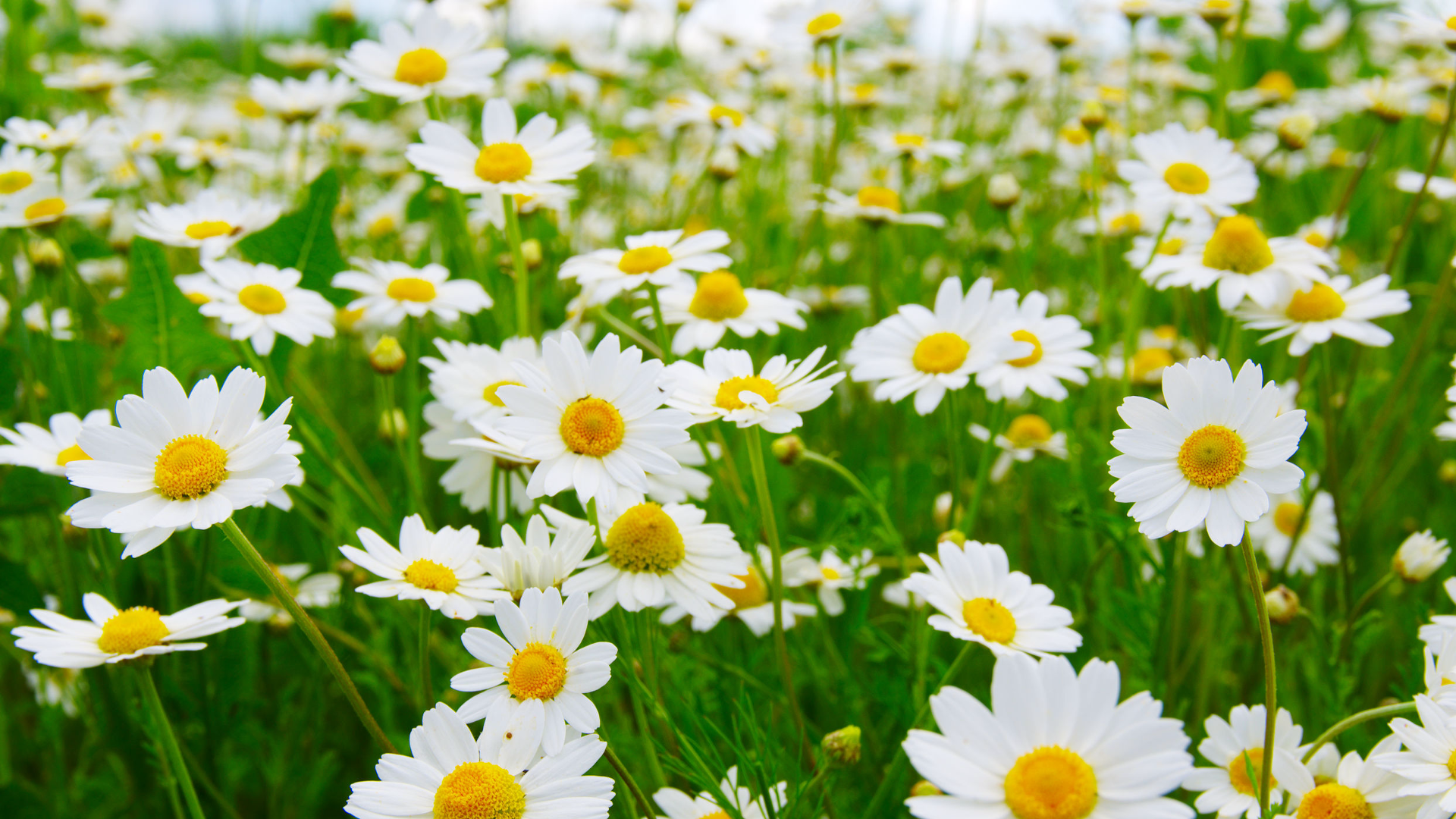 Chamomile: There’s More To This Sleepy Flower Than You May Think