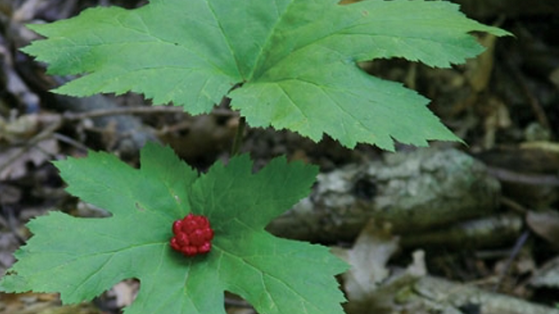 From Respiratory To Digestive, Goldenseal Supports Mucosal Linings And Wards Off Microbes