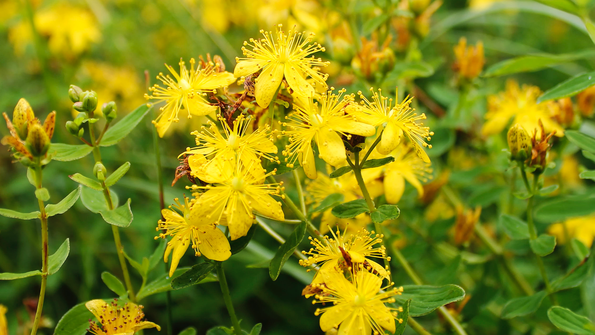 St. John’s Wort: A Flowering Herb That Goes Beyond Mood Support 