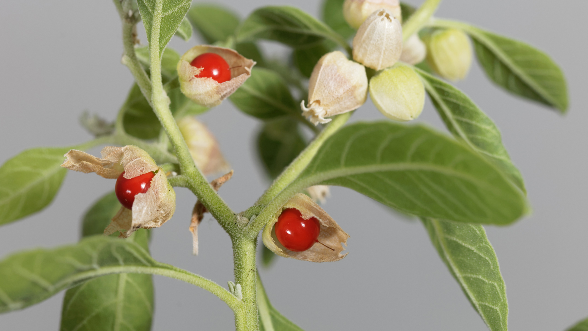 Ashwagandha: This Rejuvenating Herb Protects the Body From Stress 