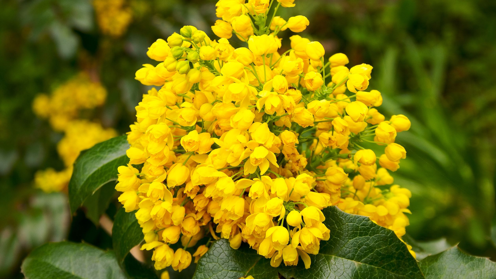 Oregon Grape: This Grape-Free Root Has Physical and Emotional Benefits