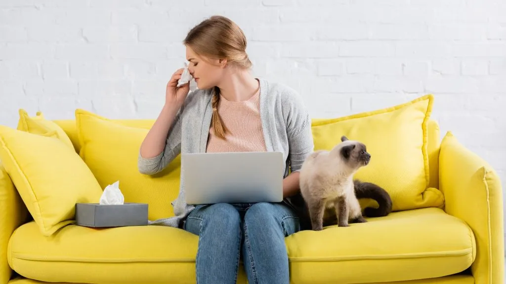 Young freelancer with laptop sneezing during allergy near siamese cat and napkins