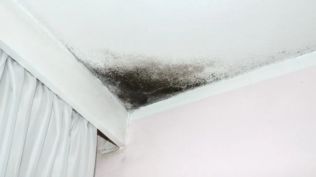Mold in the corner of the white ceiling and pink wall, with white curtain on the left side.
