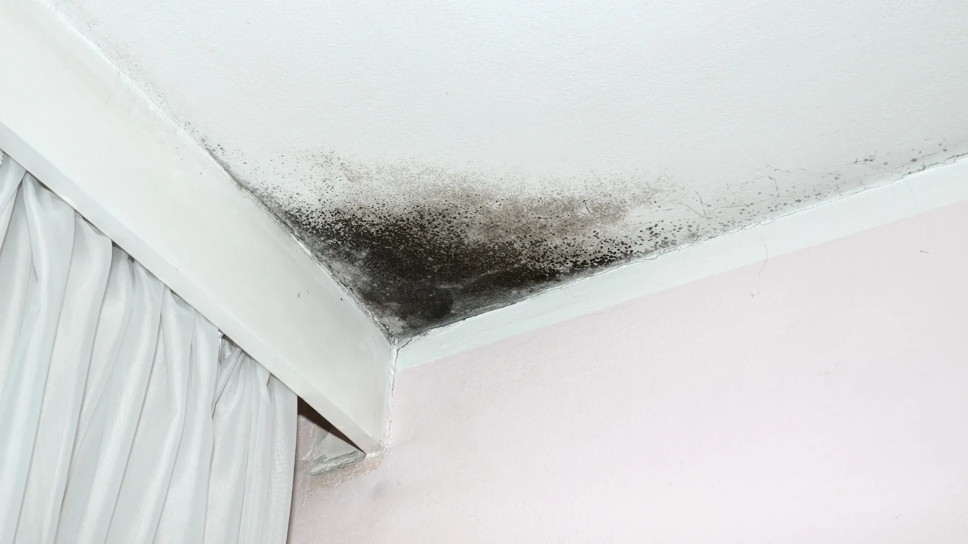 Mold: What You Need to Know