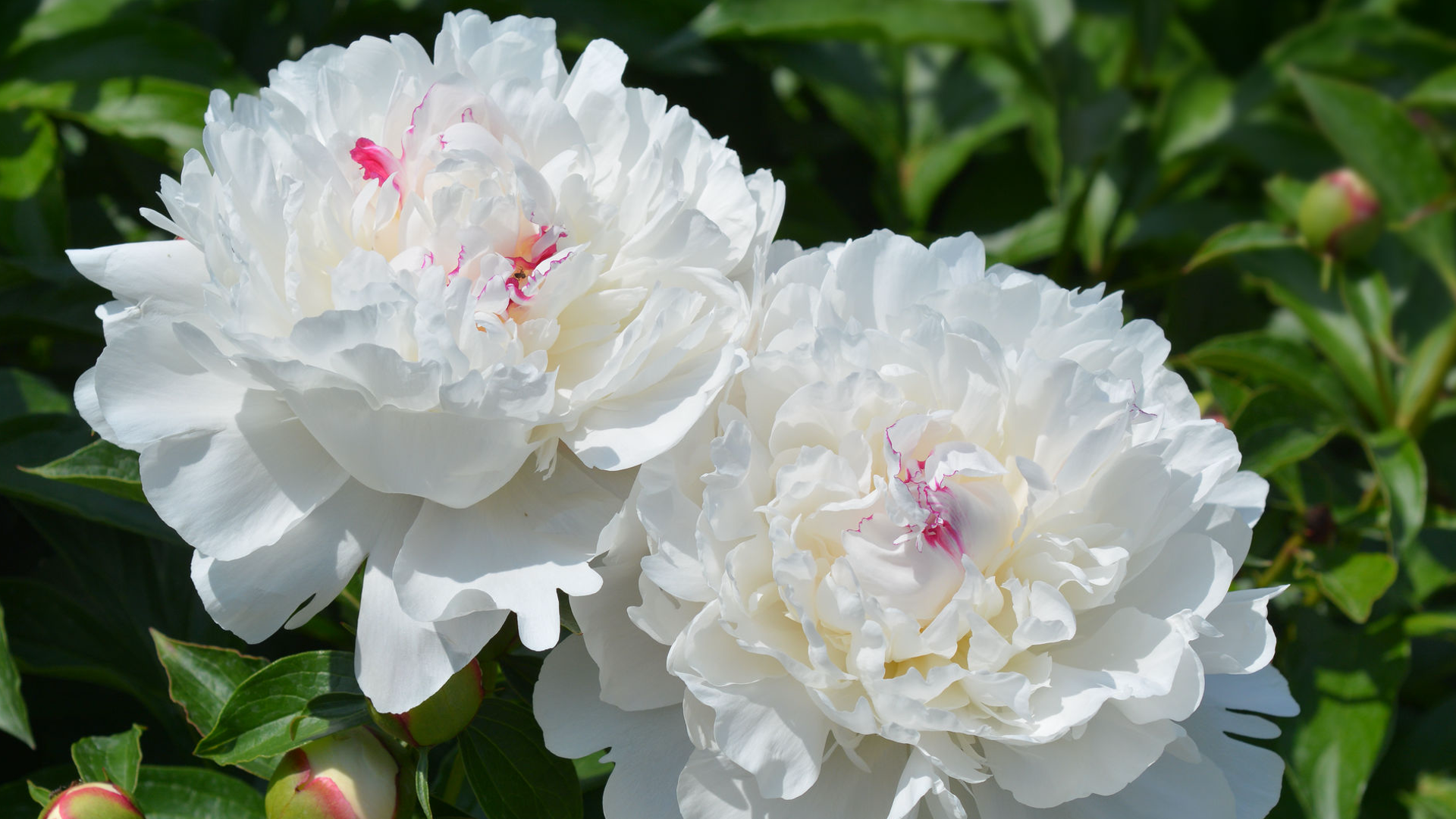 White Peony: A Flower Root for Women’s Health
