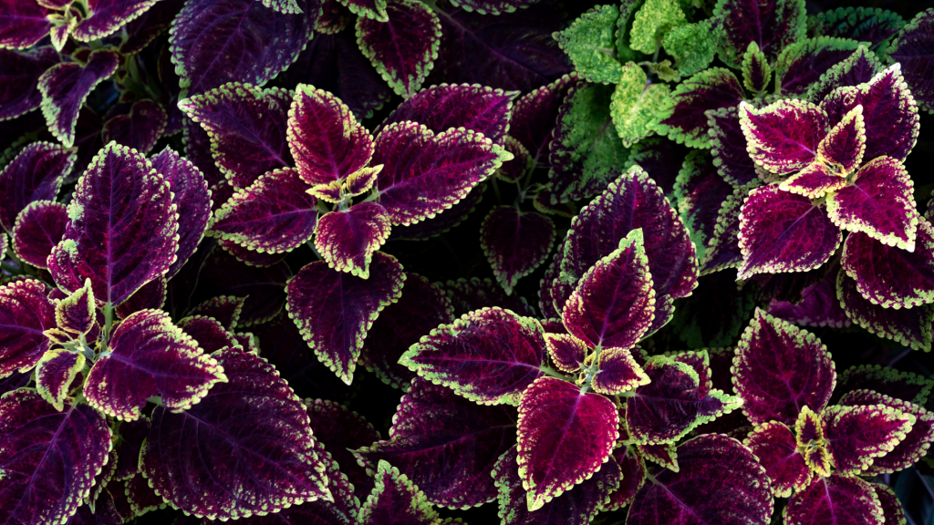 Coleus leaves - purple with light green edges